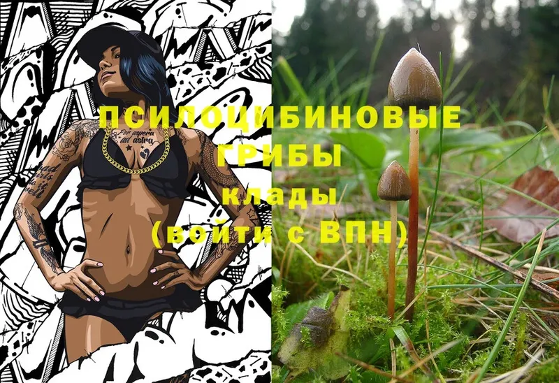 Псилоцибиновые грибы Psilocybe  Краснотурьинск 